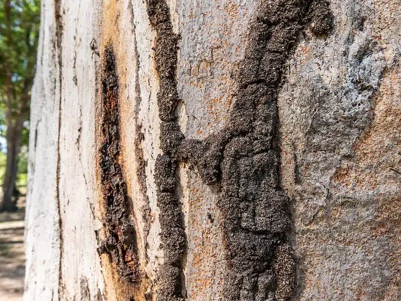 Termite damage on tree bark