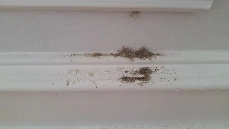 Termite frass on a baseboard