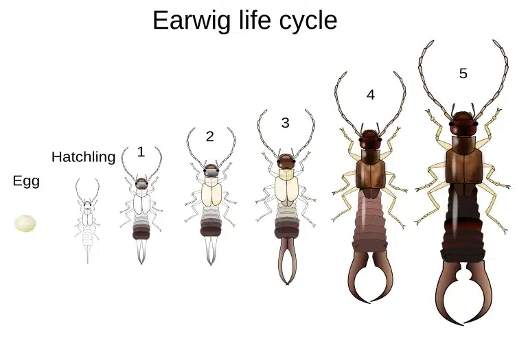 Diagram of termite life cycle stages