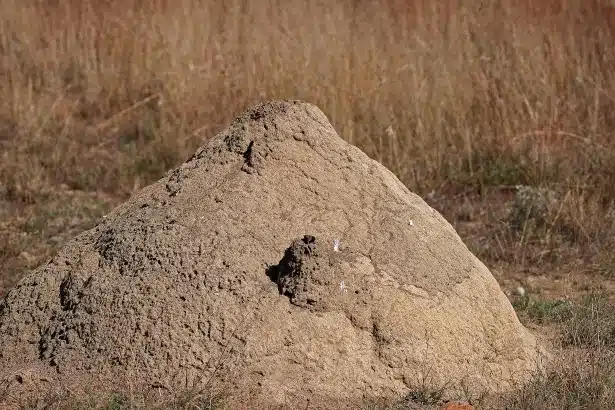 Termite mound in a dry field