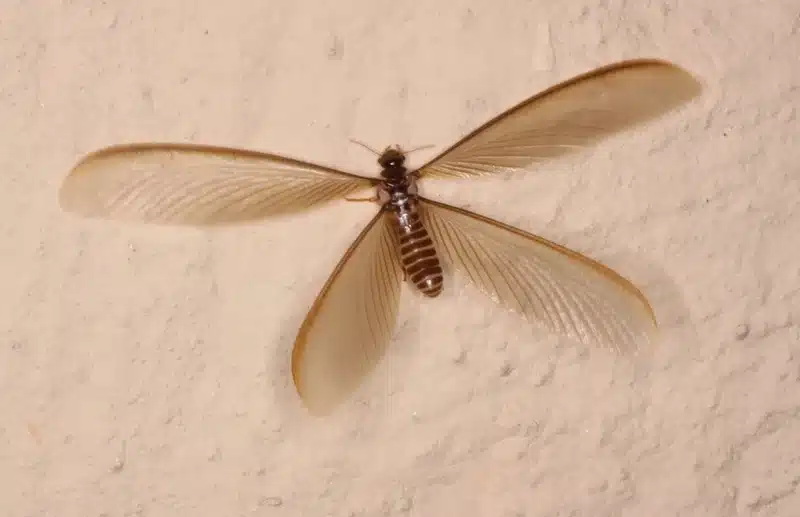 Winged termite on a wall