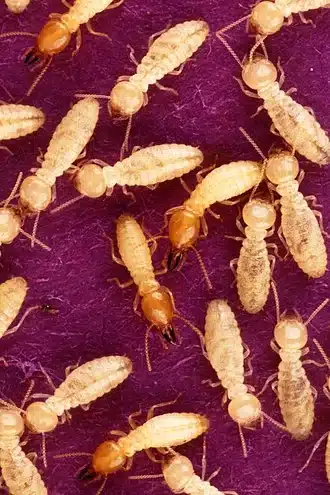 Group of termites on purple surface