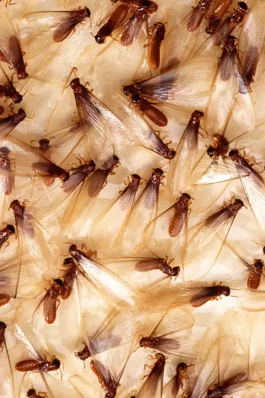 Termites swarming on a surface