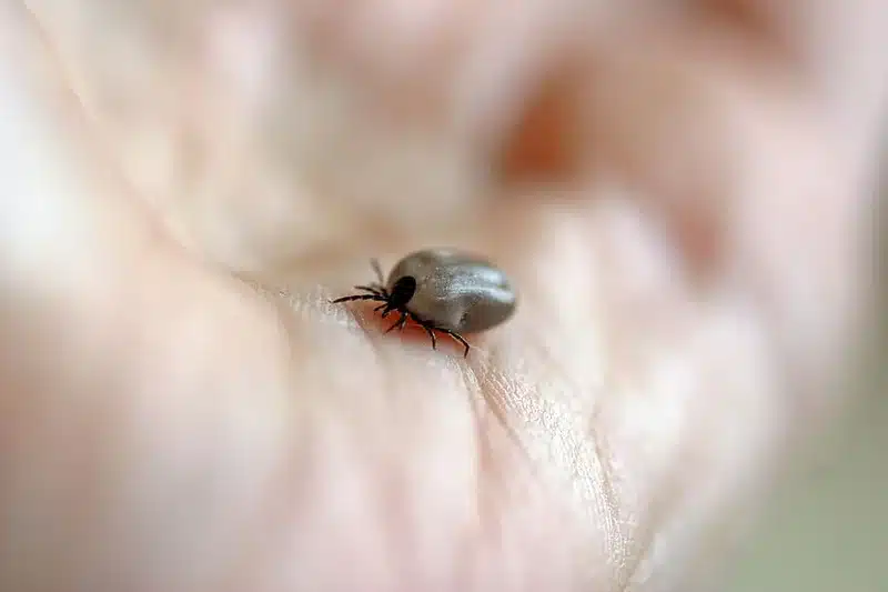 Close-up of a tick on hand