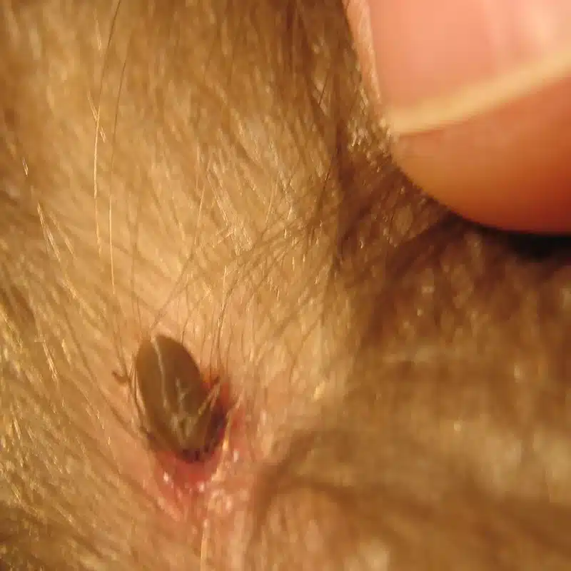Closeup of a tick on skin