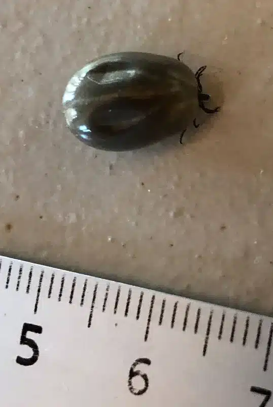 Tick on a surface next to a ruler