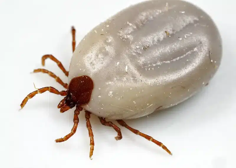 Close-up of a tick