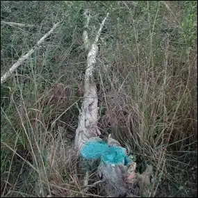 Tree stump with blue paint