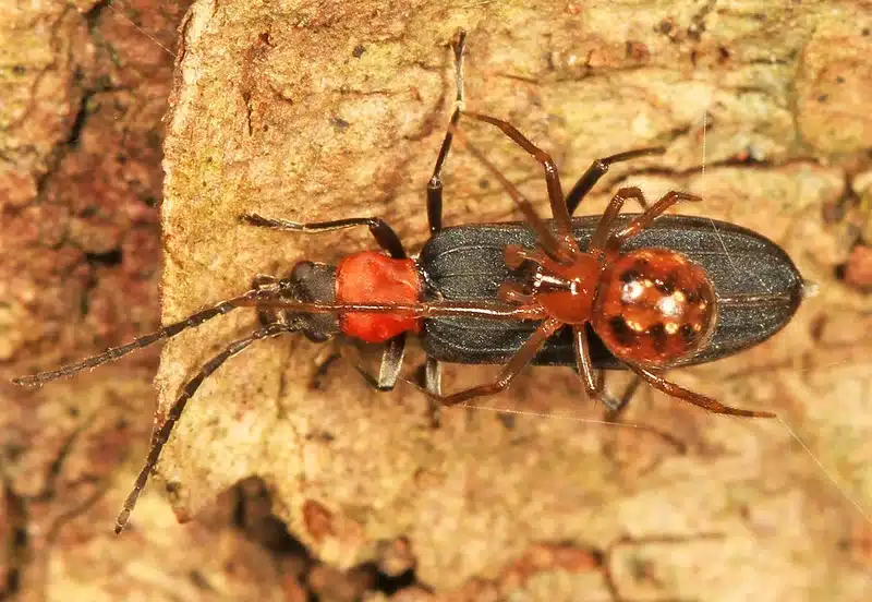 Two pests on tree bark