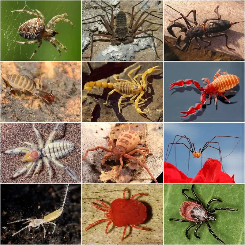 Collage of various arachnids