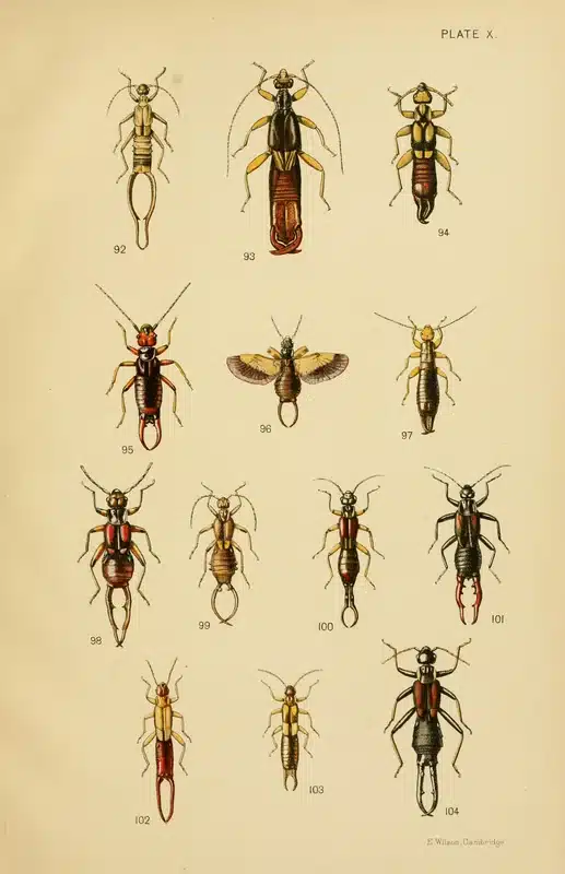 Illustration of various insect species
