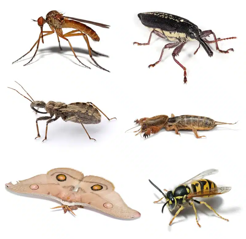 Collage of various insects and pests