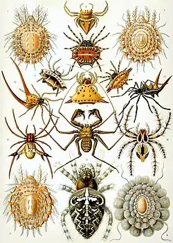 Illustration of various spider species
