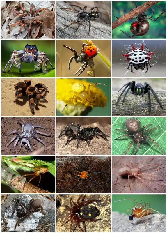 Collection of different spider species
