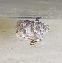 Wasp nest attached to wood surface.