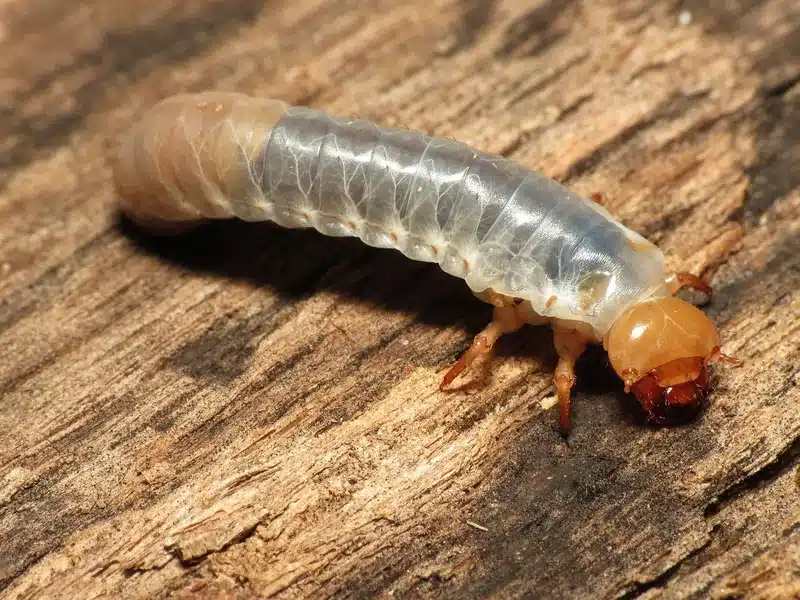 White grub larva on wooden surface