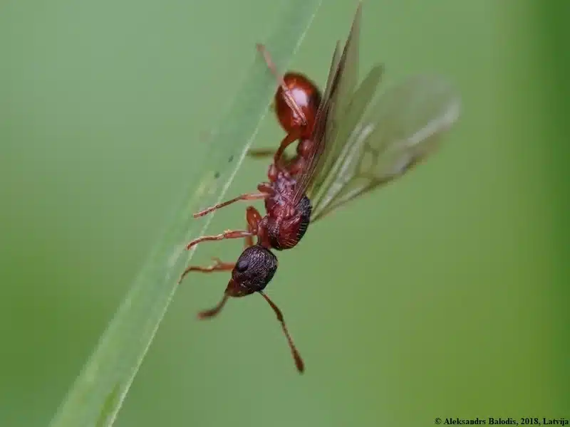 Close-up of winged ant on leaf