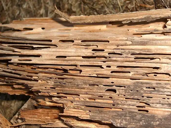 Wood damaged by pests