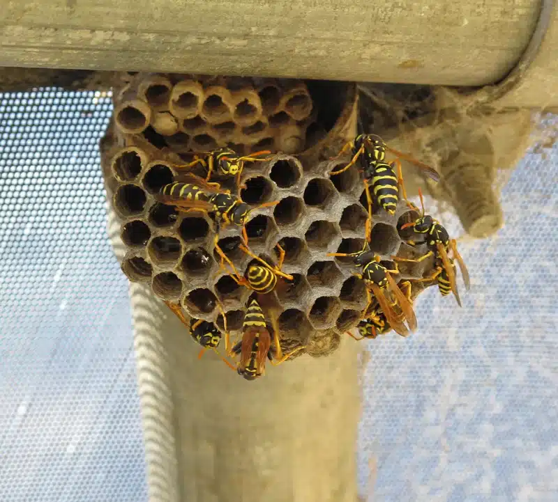 Yellow jackets on their nest