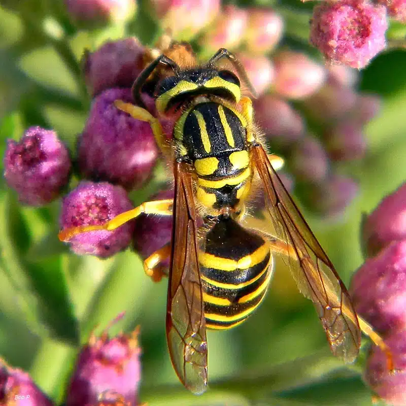 Yellow jacket wasp on purple flower