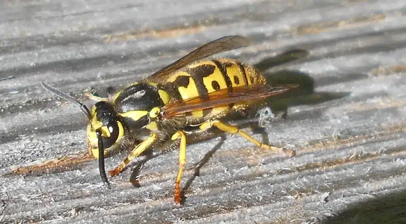 Close-up of a yellow jacket wasp