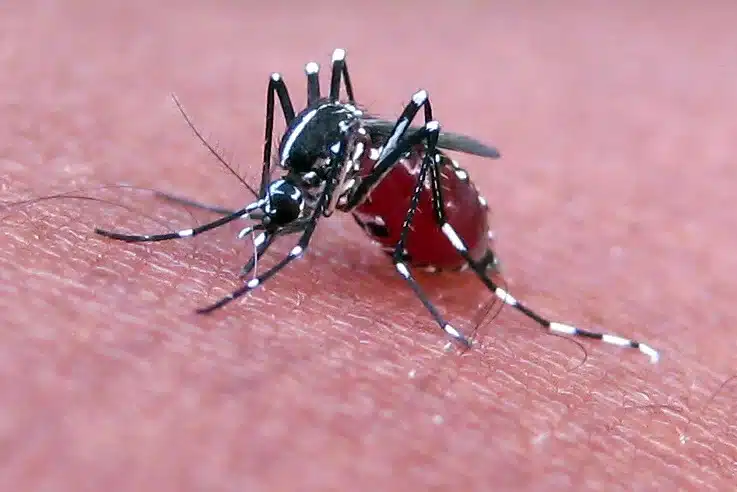 Close-up of an Aedes mosquito