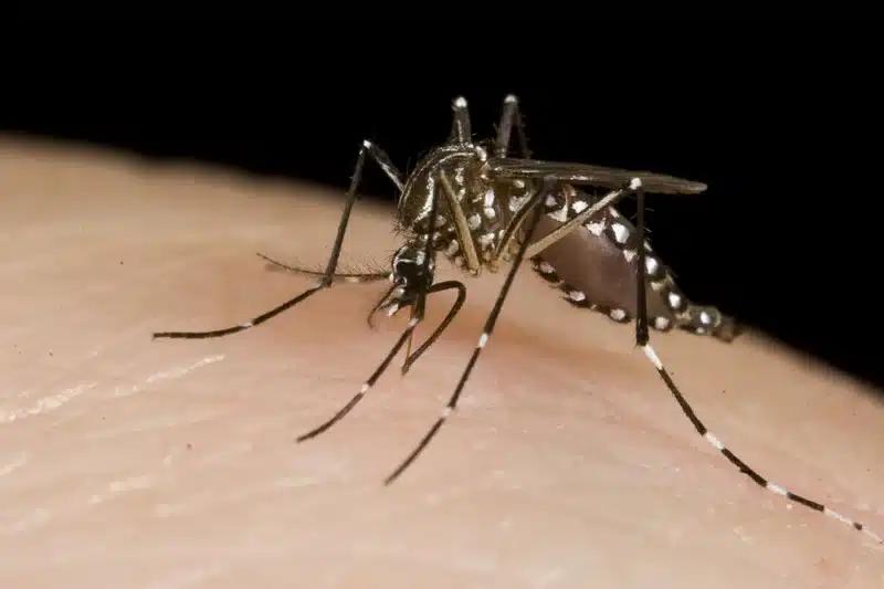 Close-up of mosquito on skin