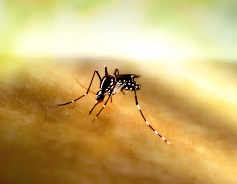 Aedes mosquito on human skin