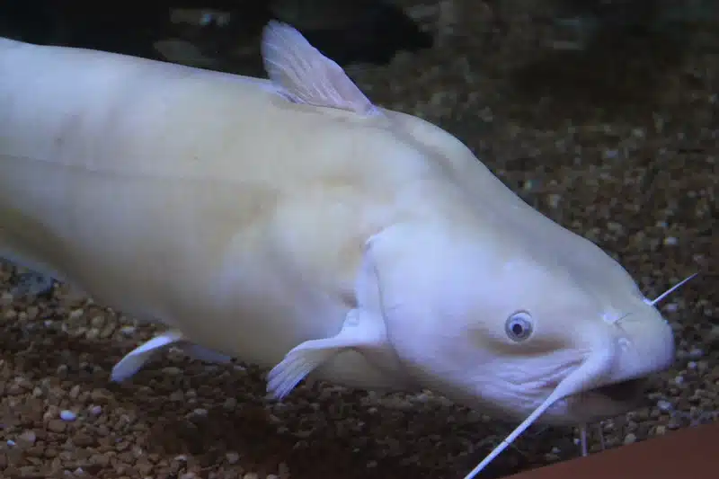Albino catfish swimming in aquarium