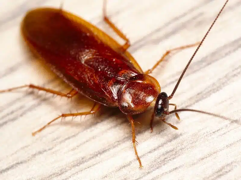 Close-up of an American cockroach