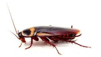Close-up of an American cockroach