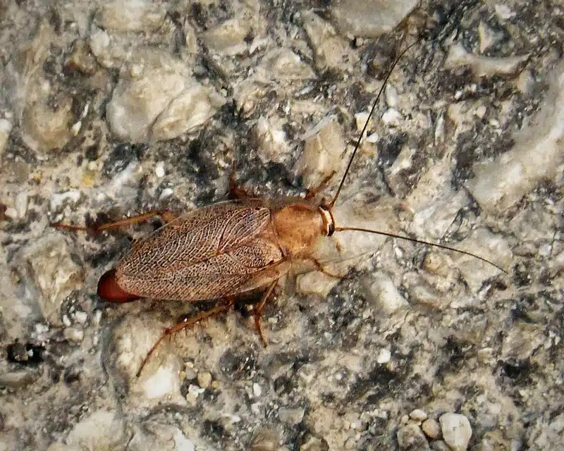 American cockroach on a concrete surface