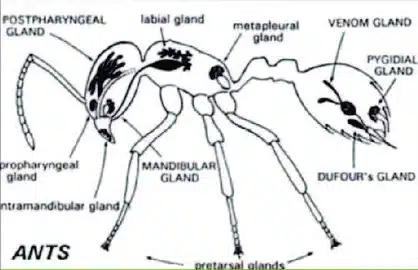 Diagram of ant anatomy and glands
