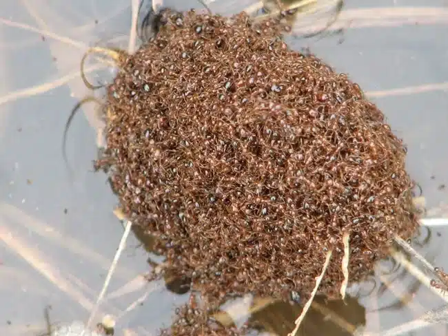 Ant colony floating on water