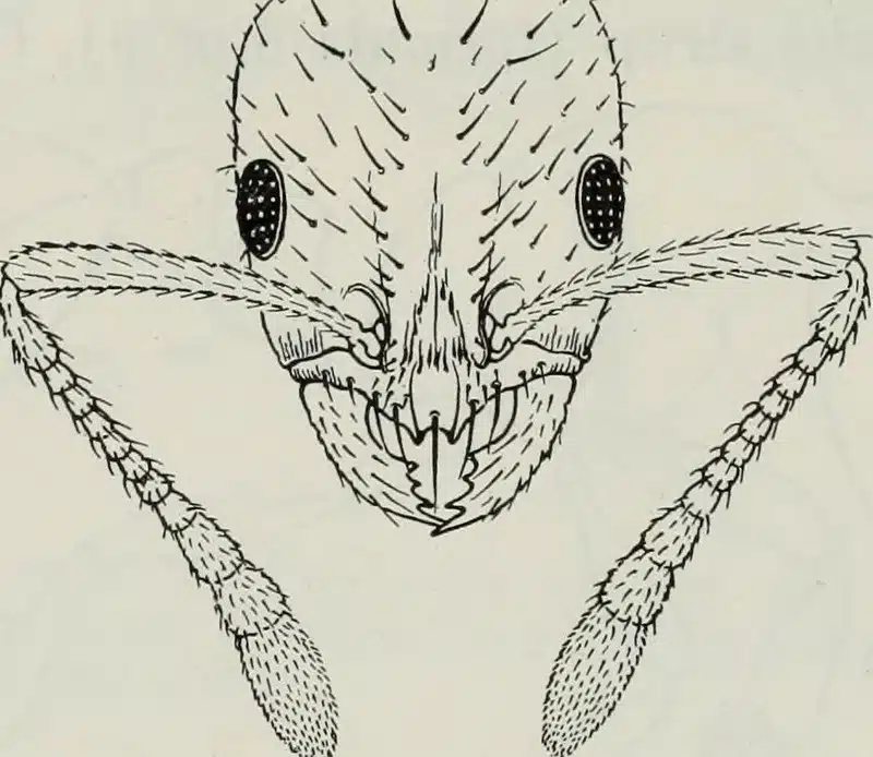 Detailed illustration of an ant's head