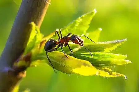 Ant on a green leaf