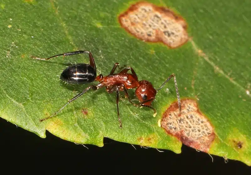 Ant on green leaf