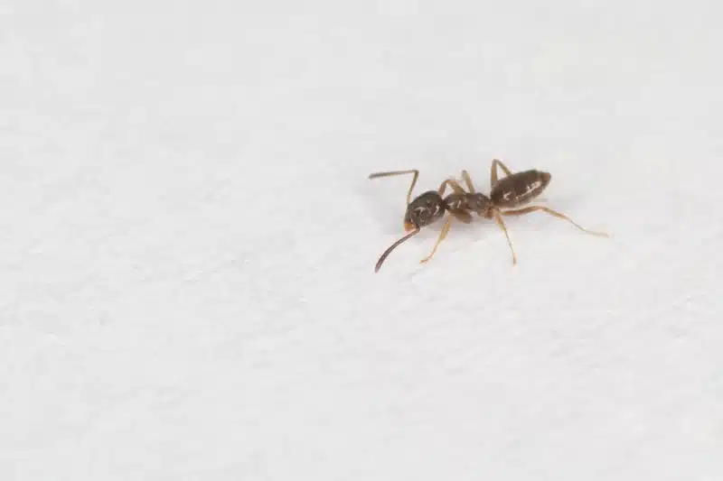 An ant on a white background