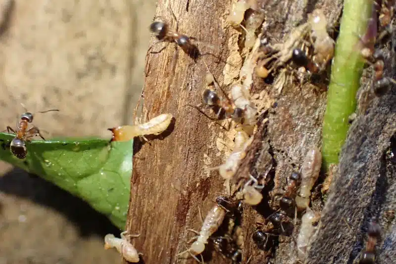 Direct comparison of ants and termites interacting on a piece of wood, showing key physical differences—use this if you want a side-by-side ants vs termites identification image.