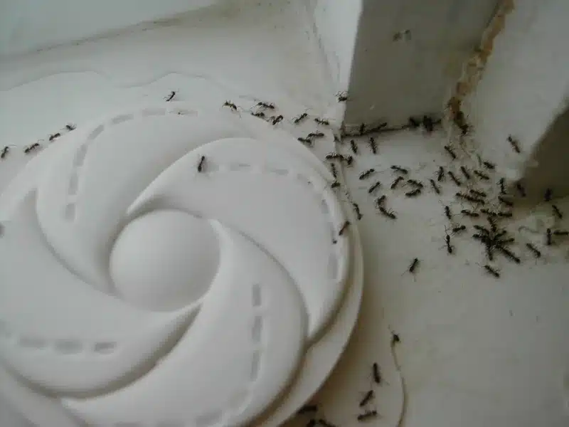 Multiple ants on a white surface