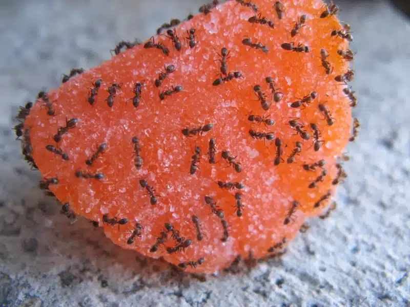Many ants on a piece of candy.
