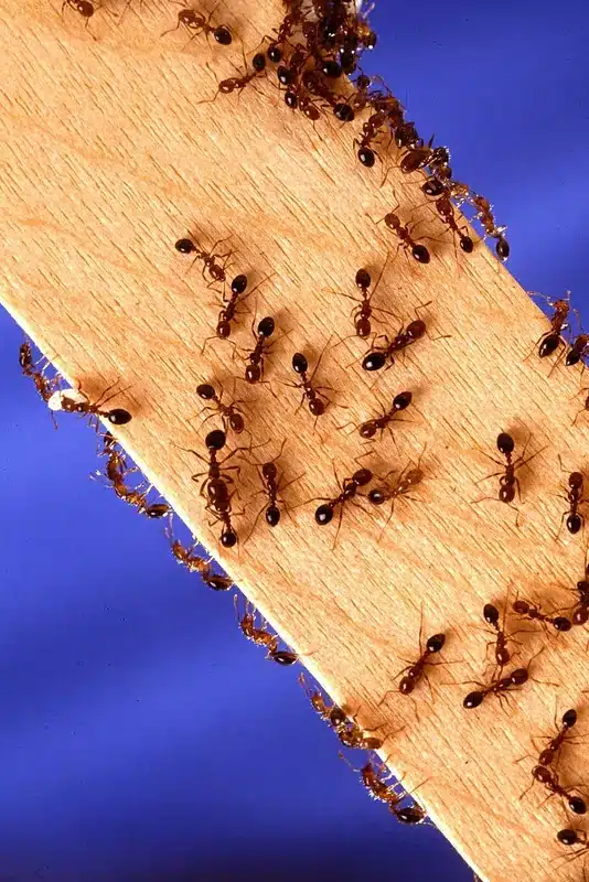 Close-up of ants on wood