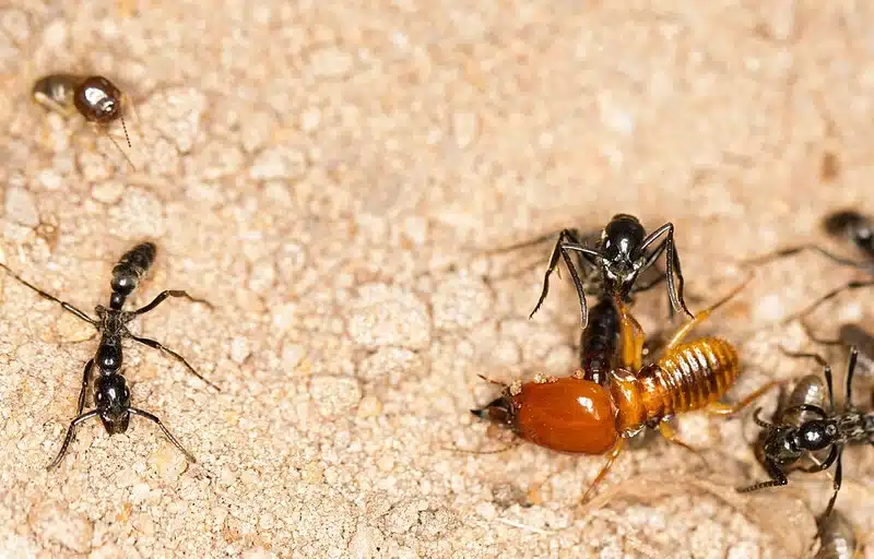 Close-up photo showing ants attacking termites, illustrating the key differences in size and body structure