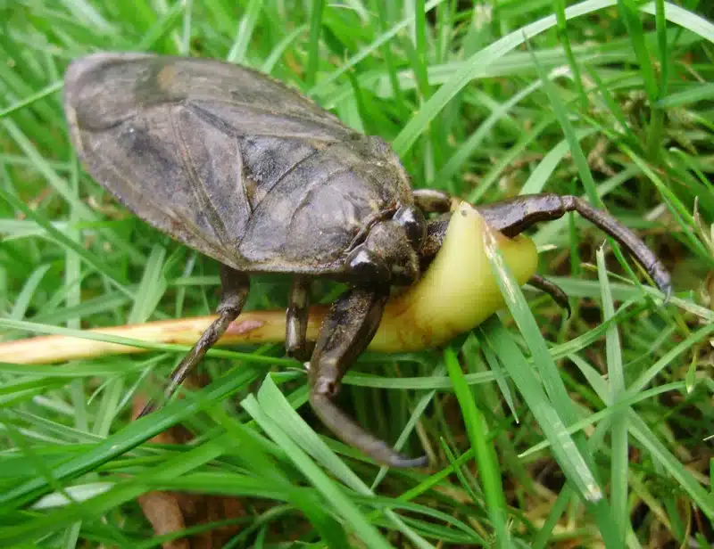 Aquatic bug on grass