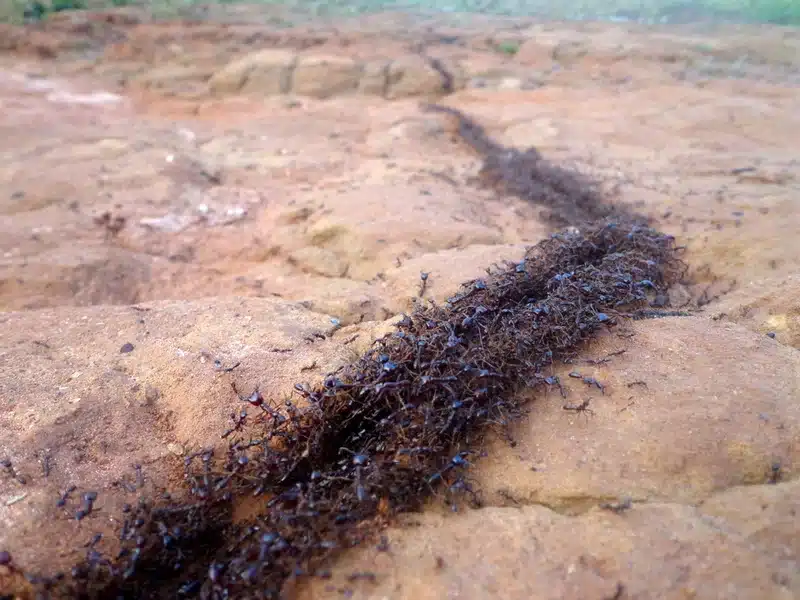 Army ants marching on a rocky surface