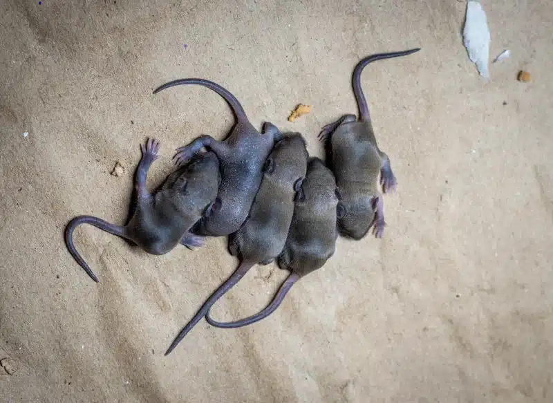 Group of baby mice lying together