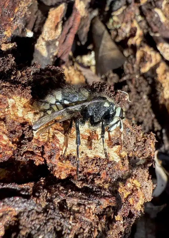 Close-up of bald-faced hornet showing black and white coloration