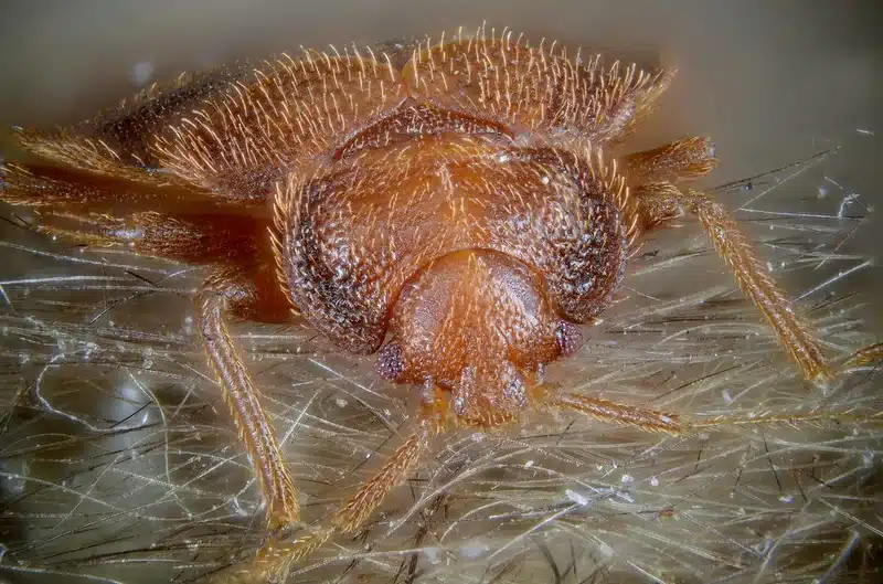 Close-up of a bed bug