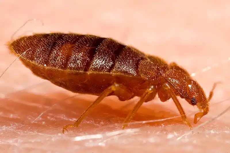 Close-up of a bed bug