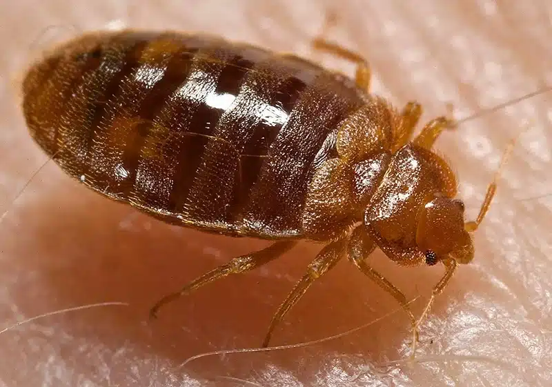 Close-up of a bed bug on skin